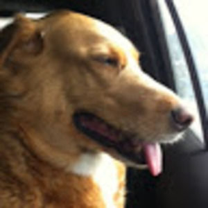 Meet your Posher, Ellen